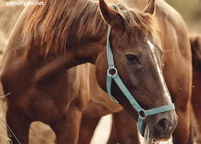 Elimination des Chevaux