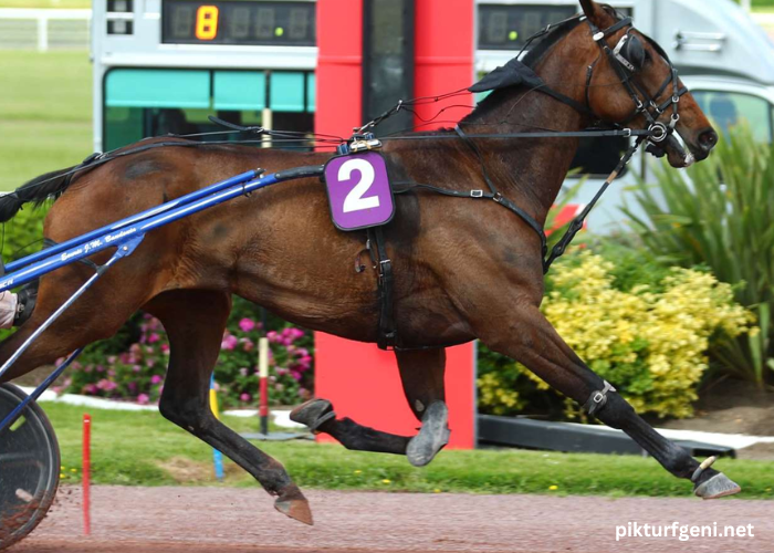 Les 3 Chevaux Incontournables