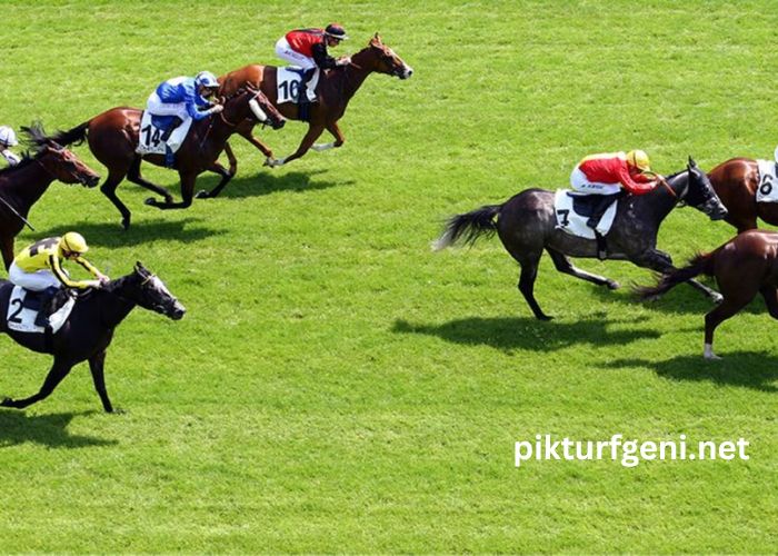 1-2-3 Milliard Turf
